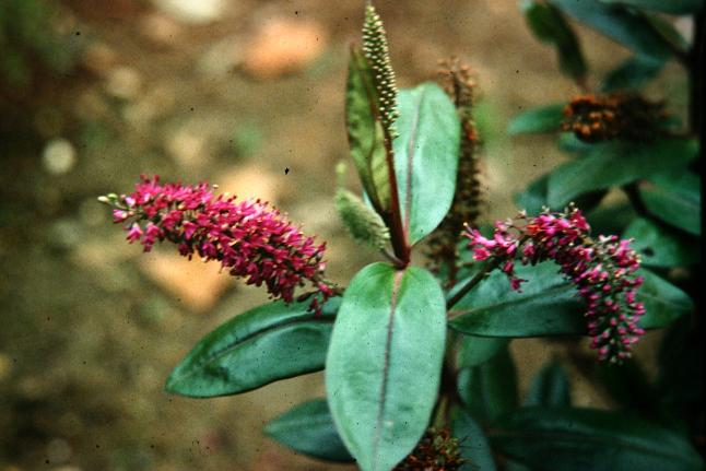 Hebe speciosa 