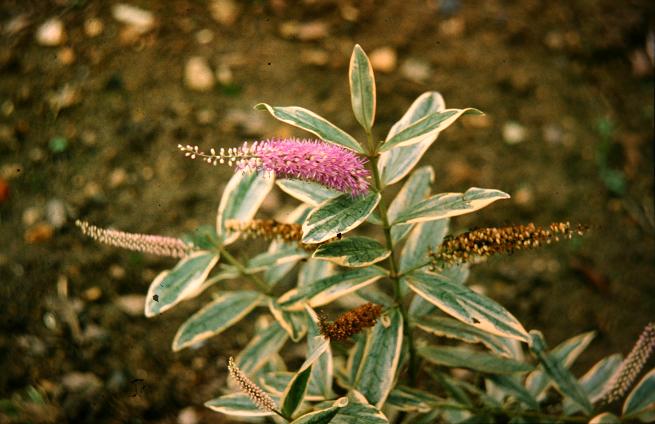 Hebe x andersonii 'Variegata' 