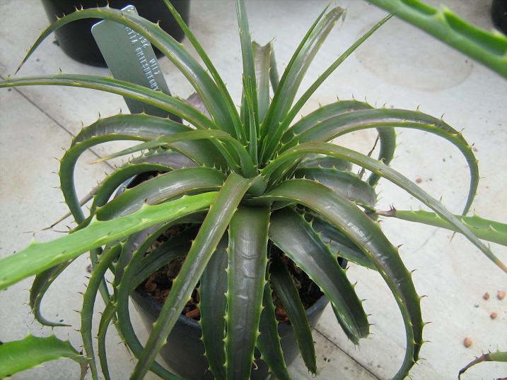 Hechtia ghiesbreghtii 