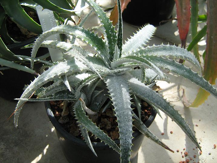 Hechtia marnier-lapostollei 