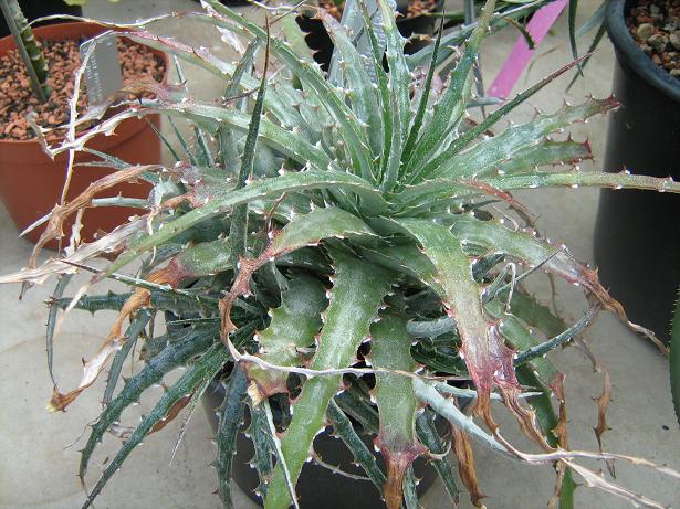 Hechtia montana 