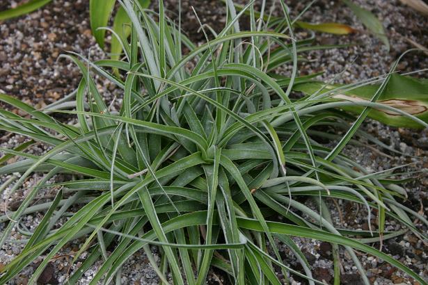 Hechtia tillandsoides 