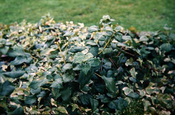 Hedera colchica 'Dendroides' 