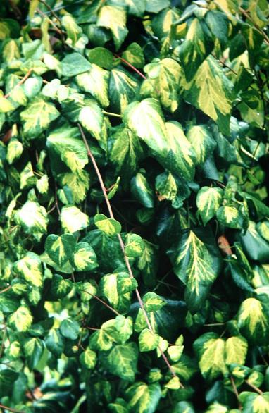 Hedera colchica 'Sulphur Heart' 