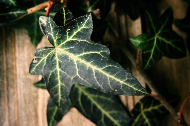 Hedera helix 