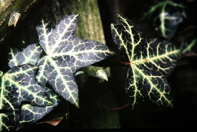 Hedera helix 