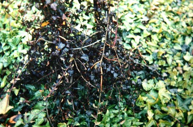 Hedera helix 'Atropurpurea' 