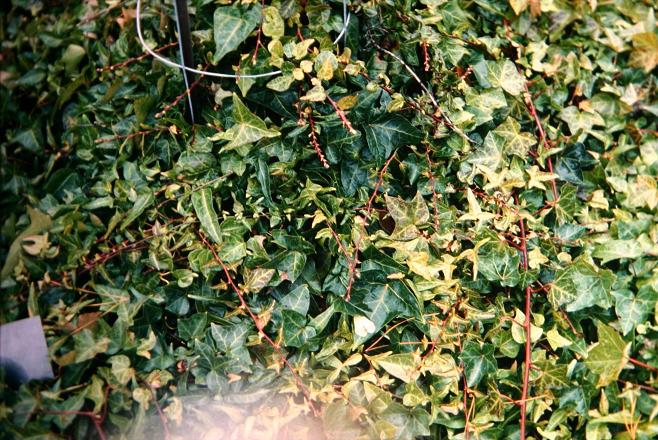 Hedera helix 'Brokamp' 