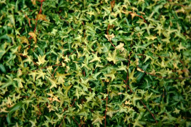 Hedera helix 'Brokamp' 