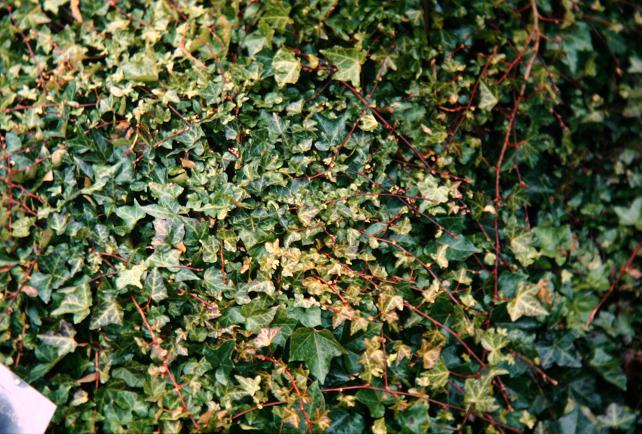 Hedera helix 'Chicago' 