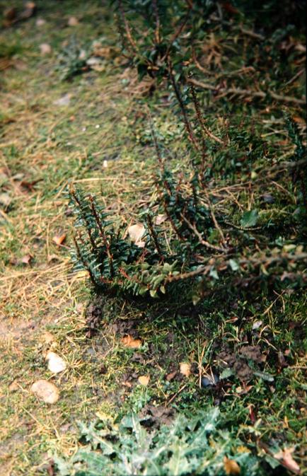 Hedera helix 'Congesta' 