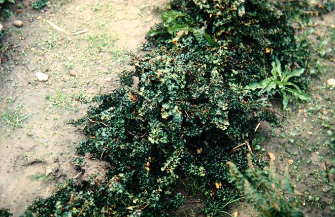 Hedera helix 'Conglomerata' 