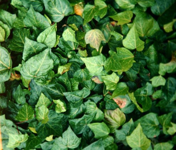 Hedera helix 'Cuspidata Minor' 