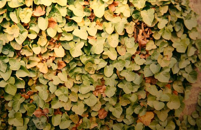 Hedera helix 'Deltoidea' 