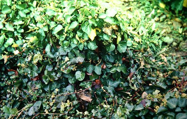 Hedera helix 'Deltoidea' 