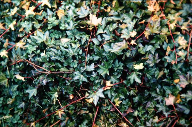 Hedera helix 'Digitata' 