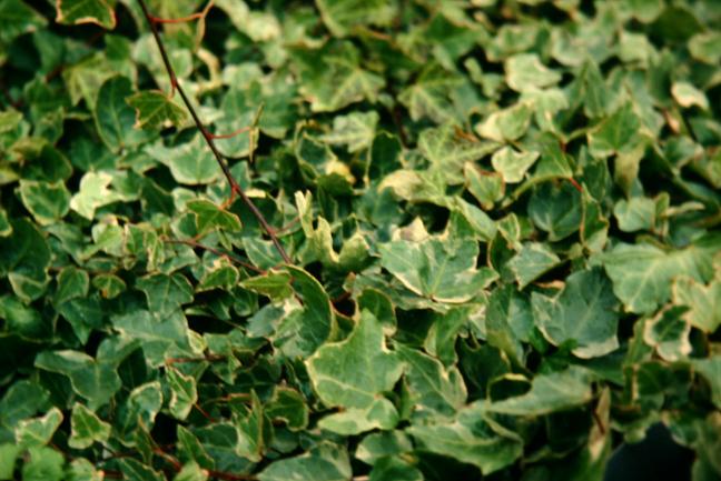 Hedera helix 'Glacier' 