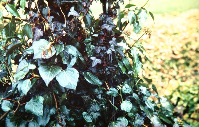 Hedera helix 'Glymii' 