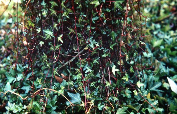 Hedera helix 'Gracilis' 