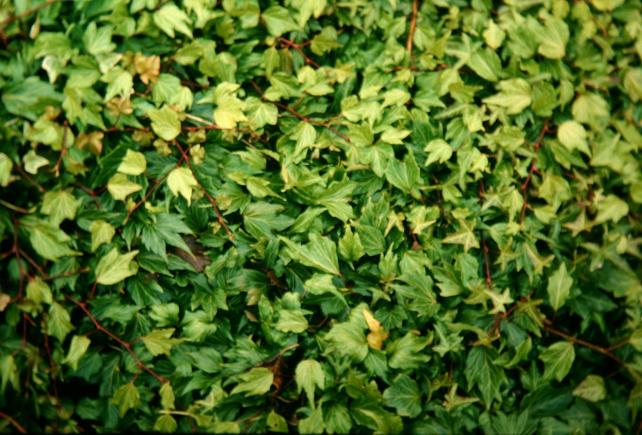 Hedera helix 'Green Ripple' 