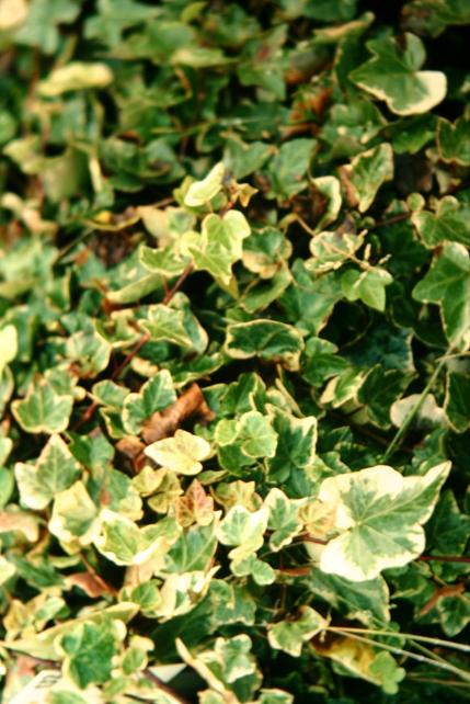 Hedera helix 'Harald' 