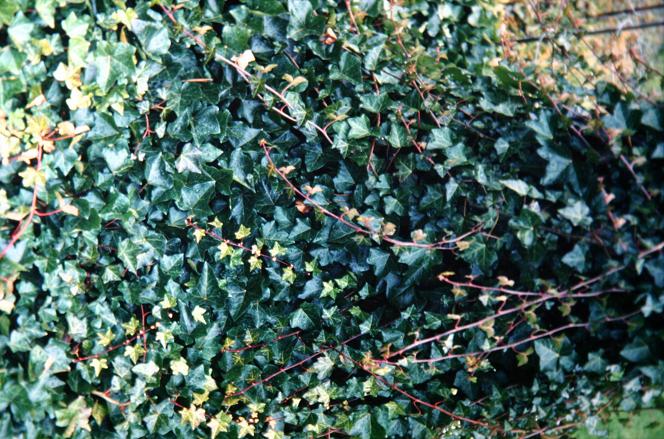 Hedera helix ssp hibernica 