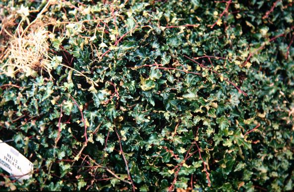 Hedera helix 'Ivalace' 