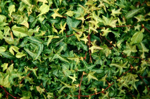 Hedera helix 'Konigers Auslee' 