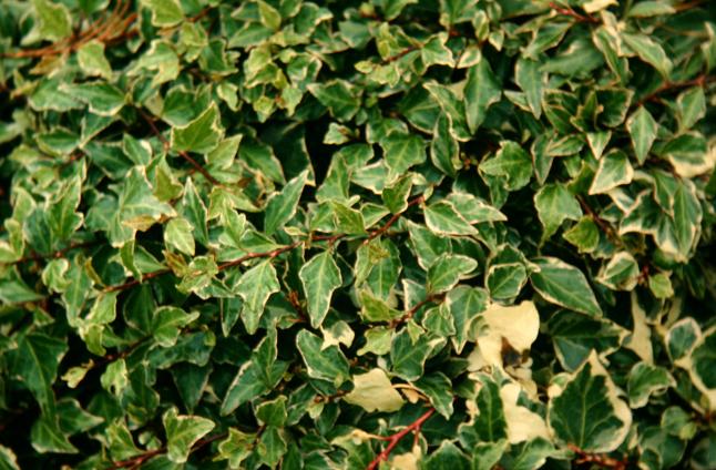 Hedera helix 'Little Diamond' 