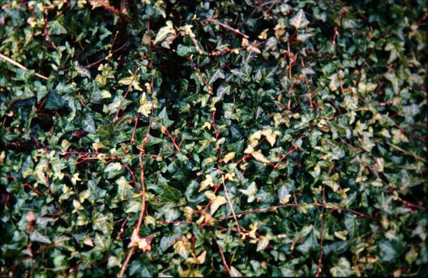 Hedera helix 'Little Gem' 