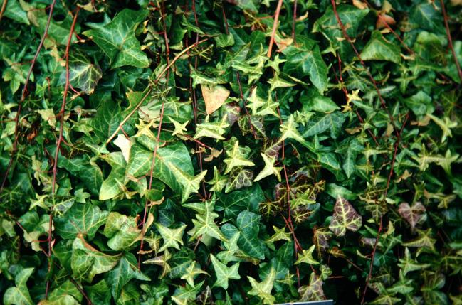 Hedera helix 'Lobata Major' 