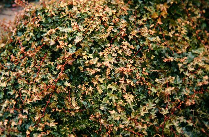 Hedera helix 'Merion Beauty' 