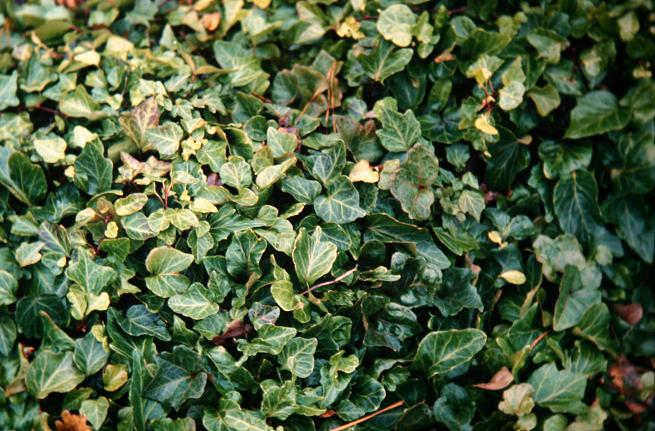 Hedera helix 'Molingen' 