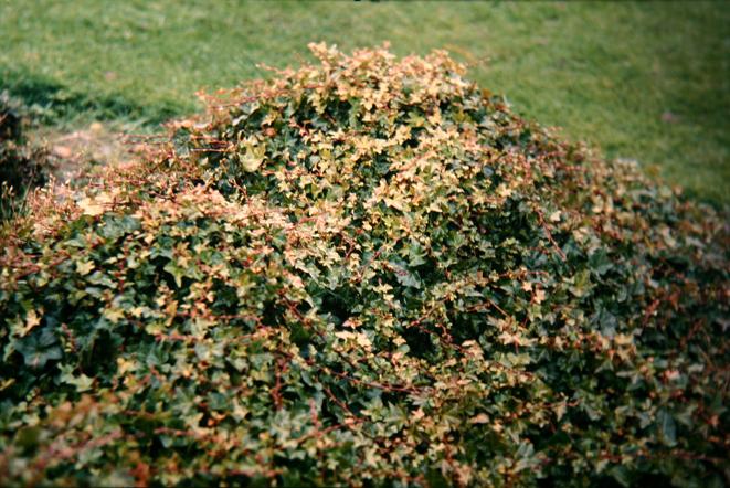 Hedera helix 'Nelson' 