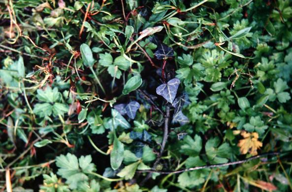 Hedera helix 'Nigra' 