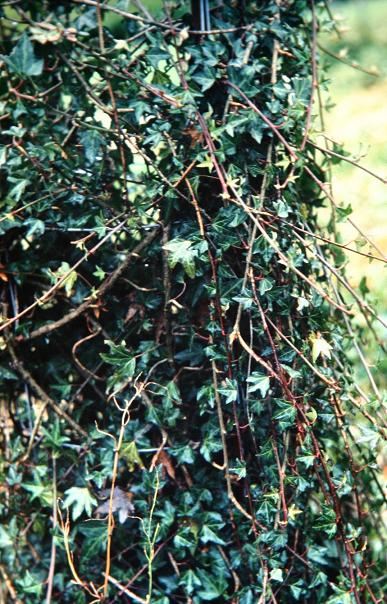 Hedera helix 'Palmata' 