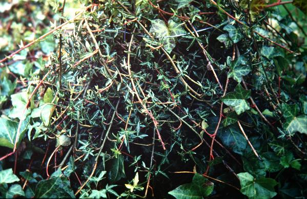 Hedera helix 'Pedata Heron' 