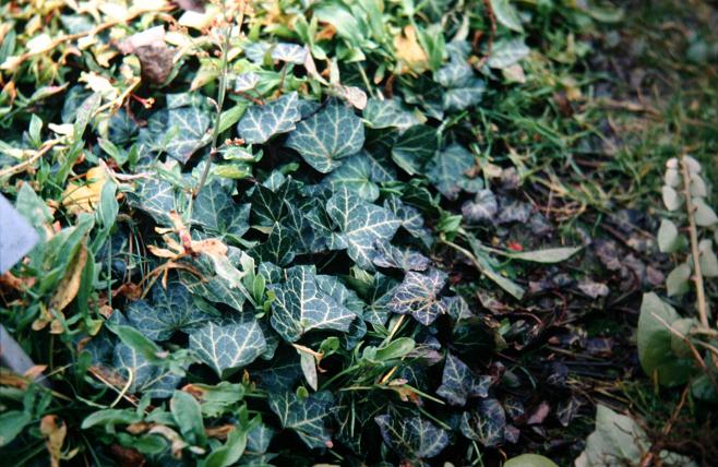 Hedera helix 'Pittsburgh' 