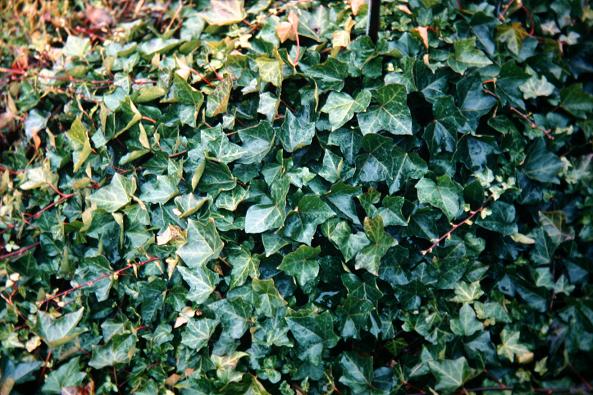 Hedera helix ssp poetica 