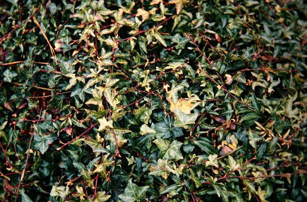 Hedera helix 'Professor Friedrich Tohler' 