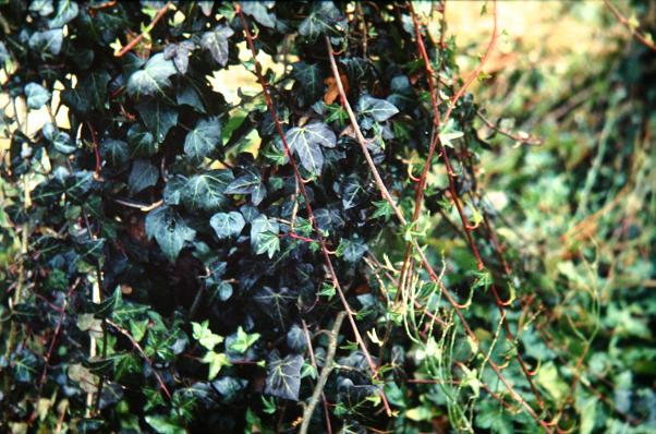 Hedera helix 'Purpurea' 