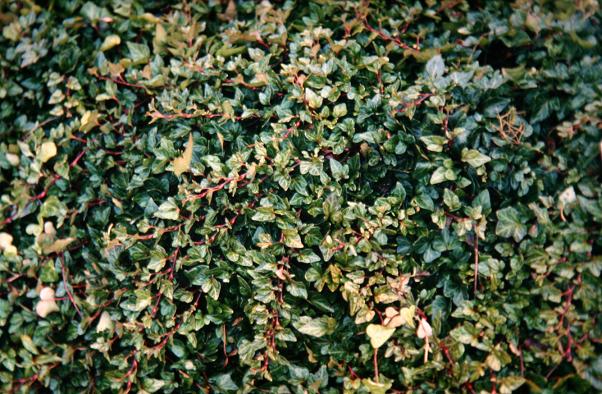 Hedera helix 'Shamrock' 