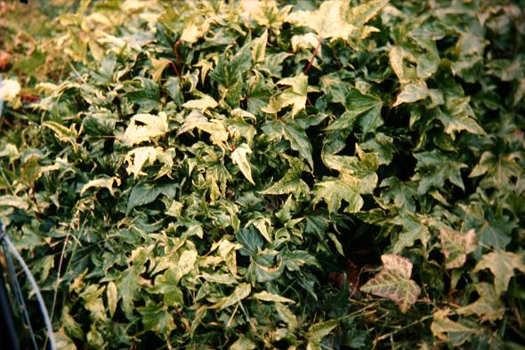 Hedera helix 'Spectre' 