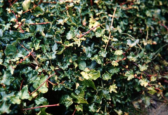 Hedera helix 'Stuttgart' 