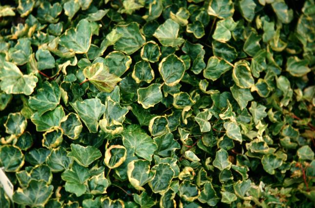 Hedera helix 'Sulphurea' 