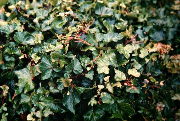 Hedera helix 'Telecurl' 