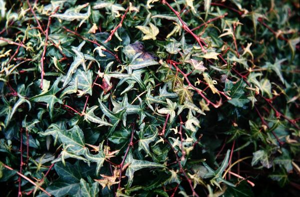 Hedera helix 'Tres Coupe' 