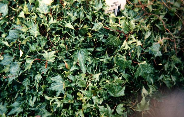 Hedera helix 'Triton' 