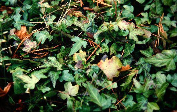 Hedera nepalensis 