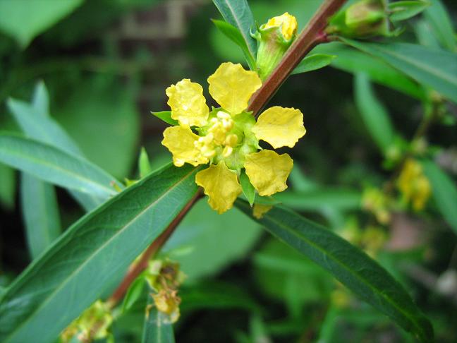 Heimia salicifolia 